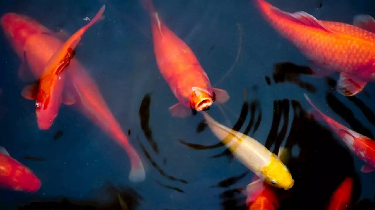 Risiko für Fischsterben in Teichen: Appell an Besitzer