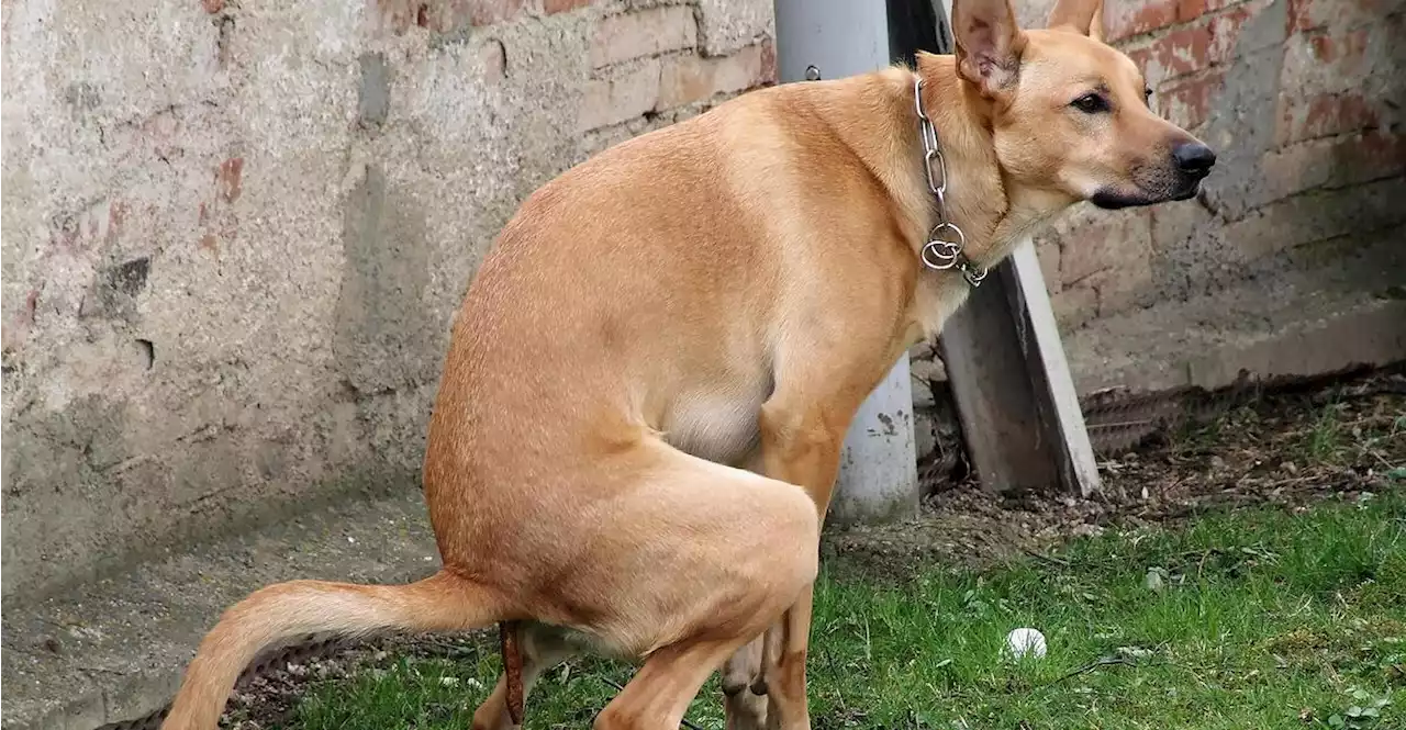 Hundekot auf Straße: Halter mit DNA-Test ermittelt