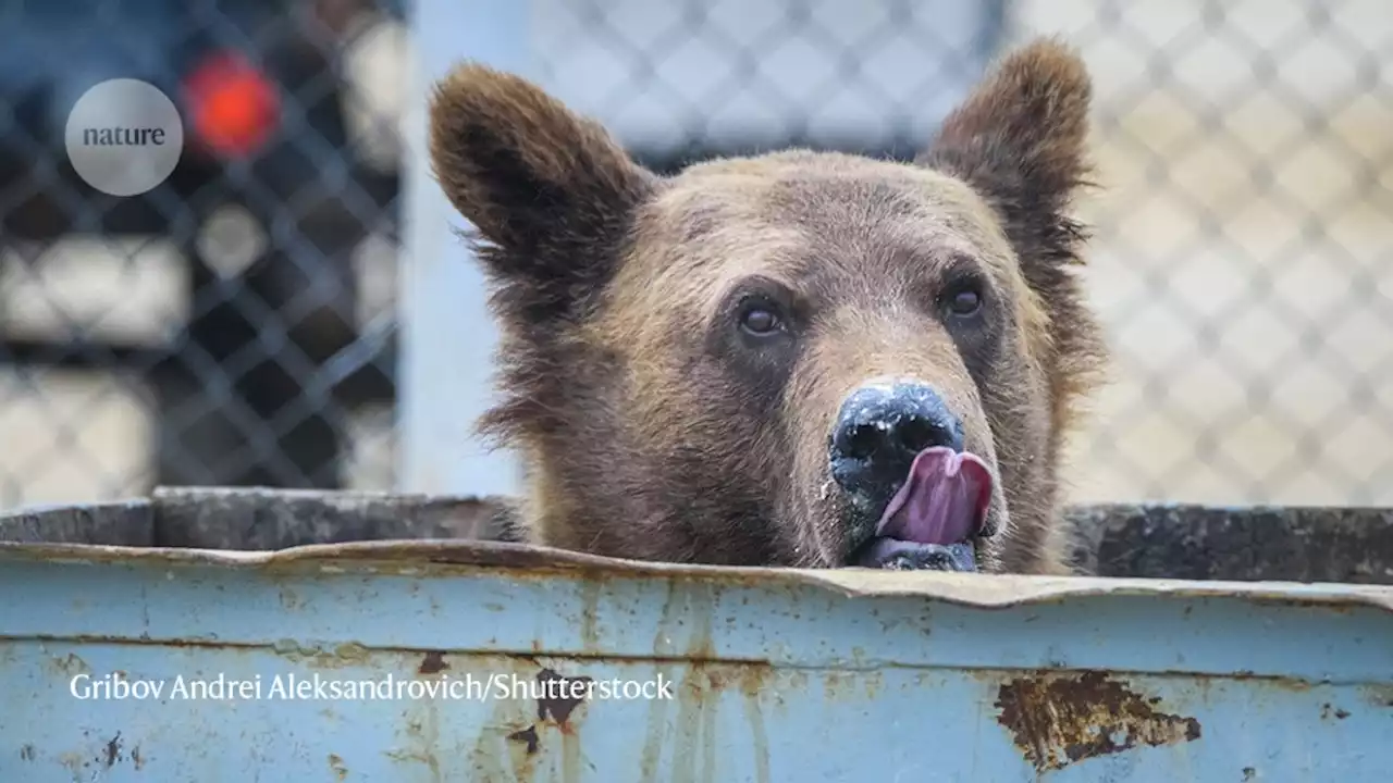 To save bears, we must learn to live alongside them