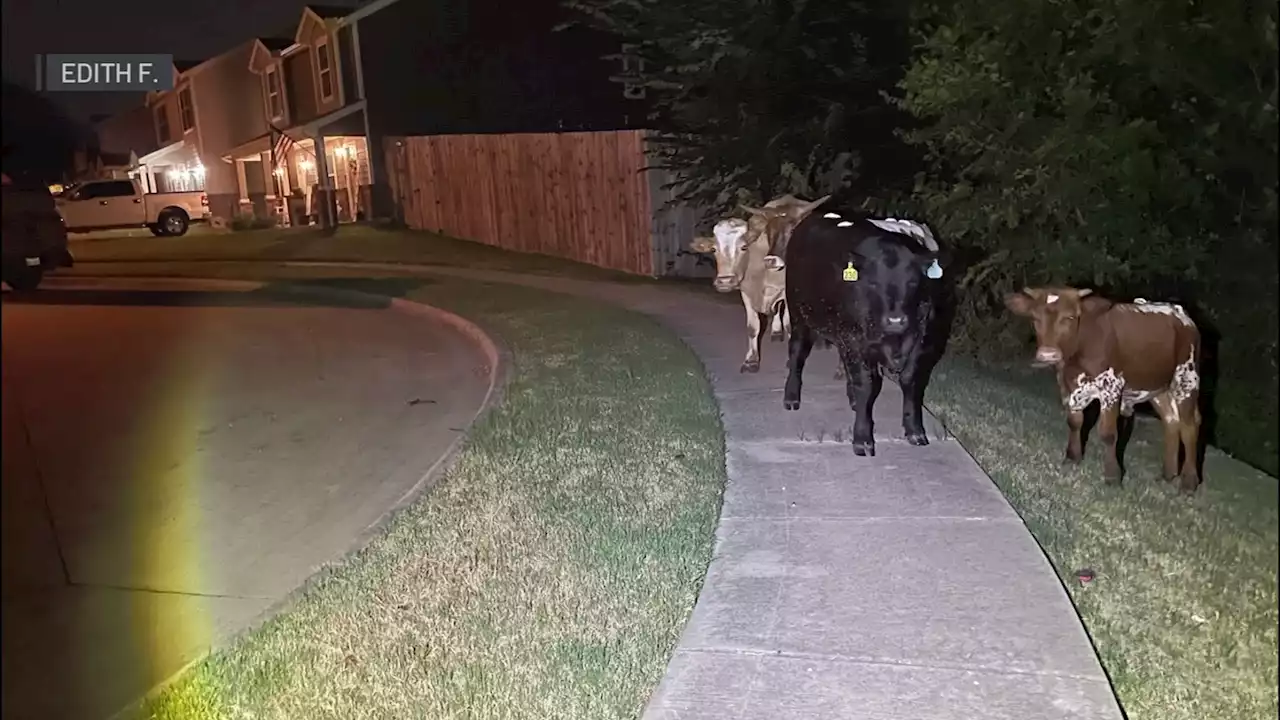 Cows roam Grand Prairie neighborhood over the weekend