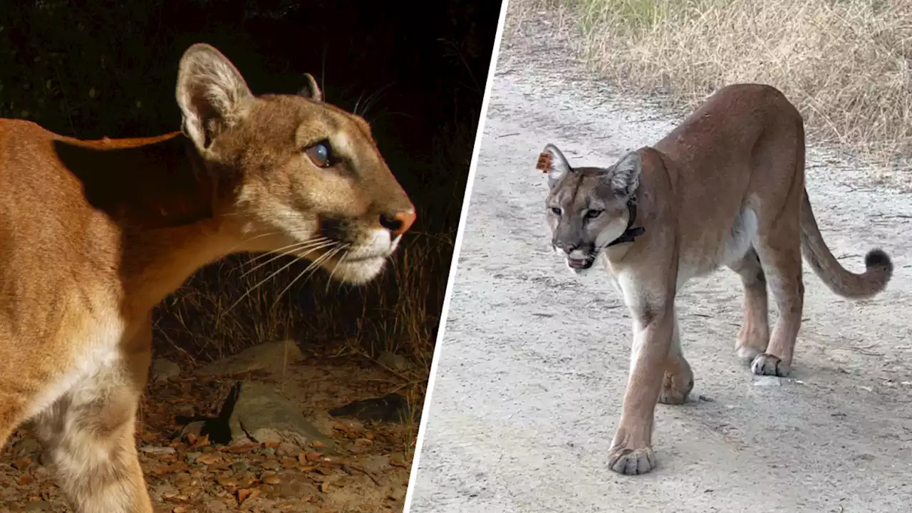 Orange County man records face-to-face encounter with mountain lion