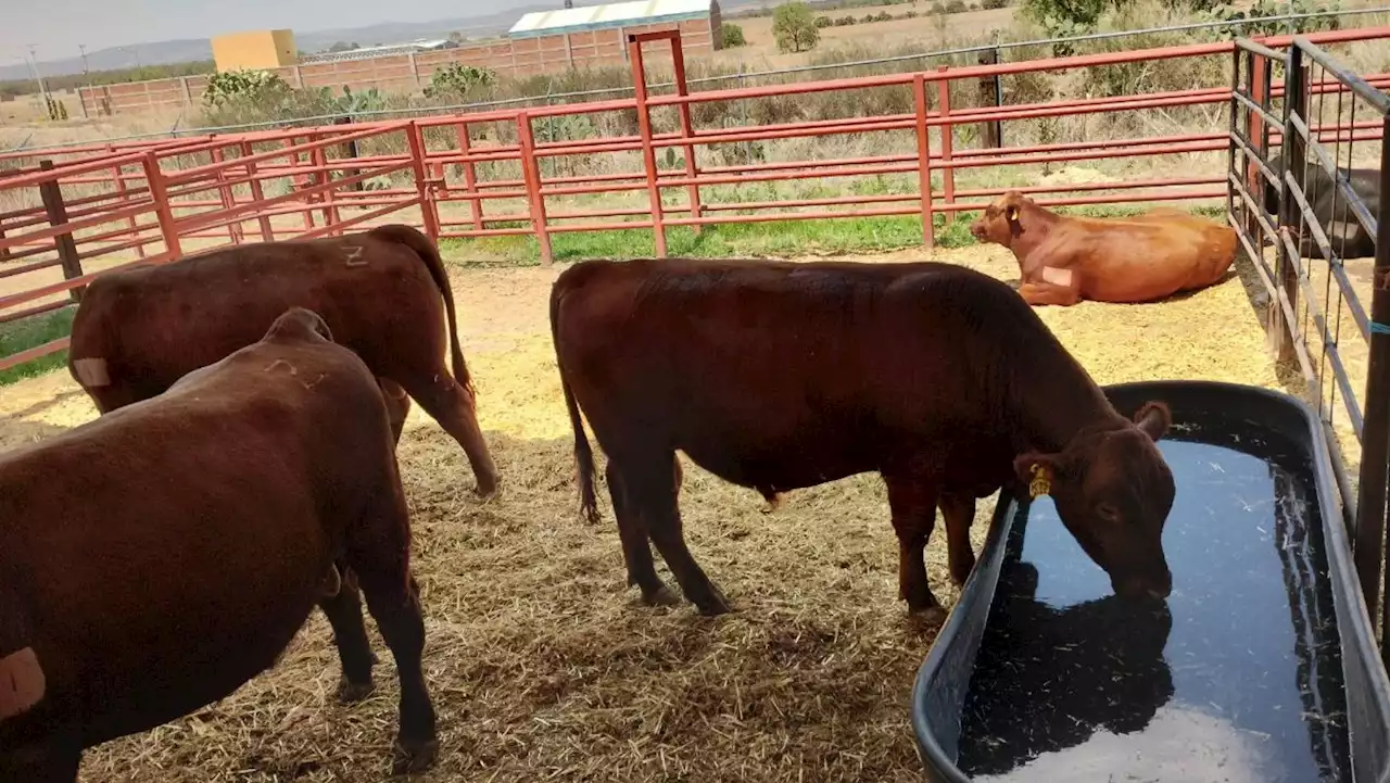 Ganadería en Guanajuato recurre a venta de sus animales por extrema sequía