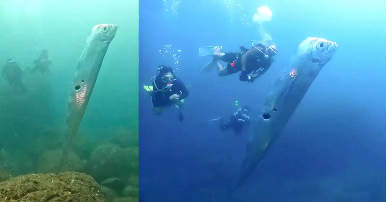 Giant Deep Sea Oarfish is Filmed by Divers in Rare Encounter