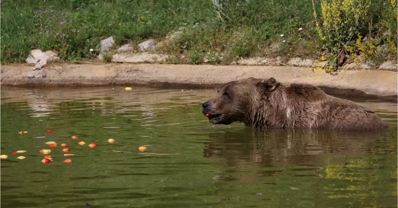 Brown bears in Kosovo fight the heat with frozen fruit treats