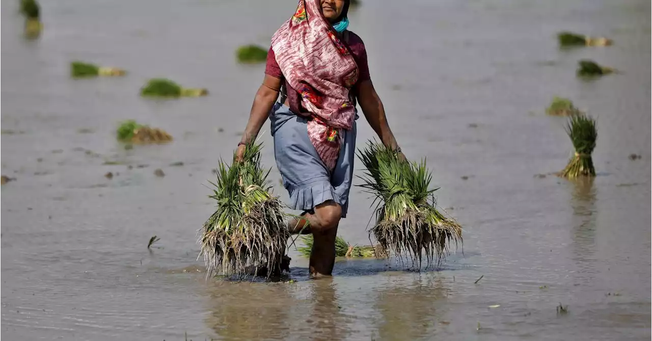 Why Indian farmers worry despite 'average' monsoon rains