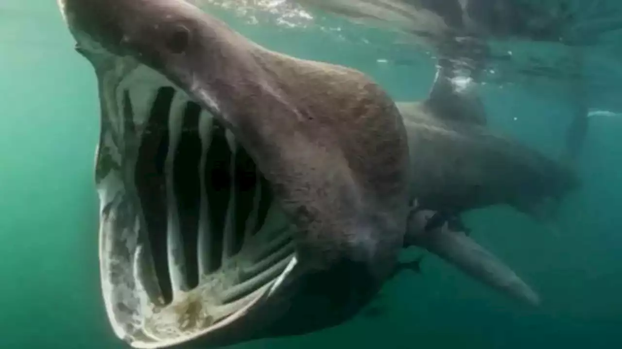 Confira imagens do tubarão-elefante, considerado o segundo maior do mundo, em Portugal