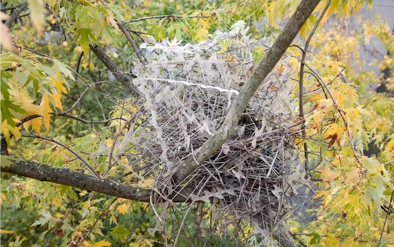 Cities Use Spikes to Keep Birds Away. Birds Are Using Them in Nests