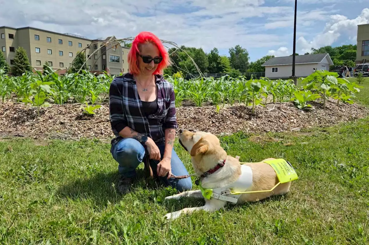 ‘Don’t pet’: Sault woman needs you to ignore her guide dog