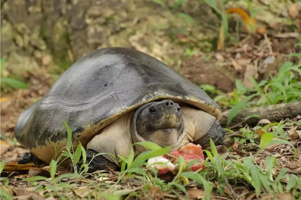 Critically endangered turtles rescued by Acres make their way home to Malaysia