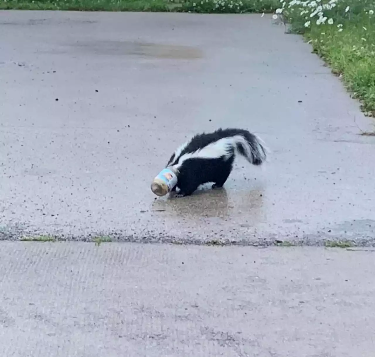 Thunder Bay man uses ingenuity to rescue a skunk