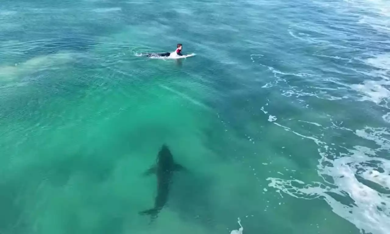 'Sniffing toes': Great white shark 'stalks' surfers at J-Bay Open [WATCH] | The Citizen