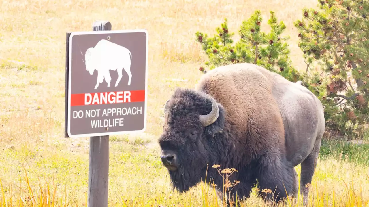 Woman Gored by Bison at Yellowstone National Park