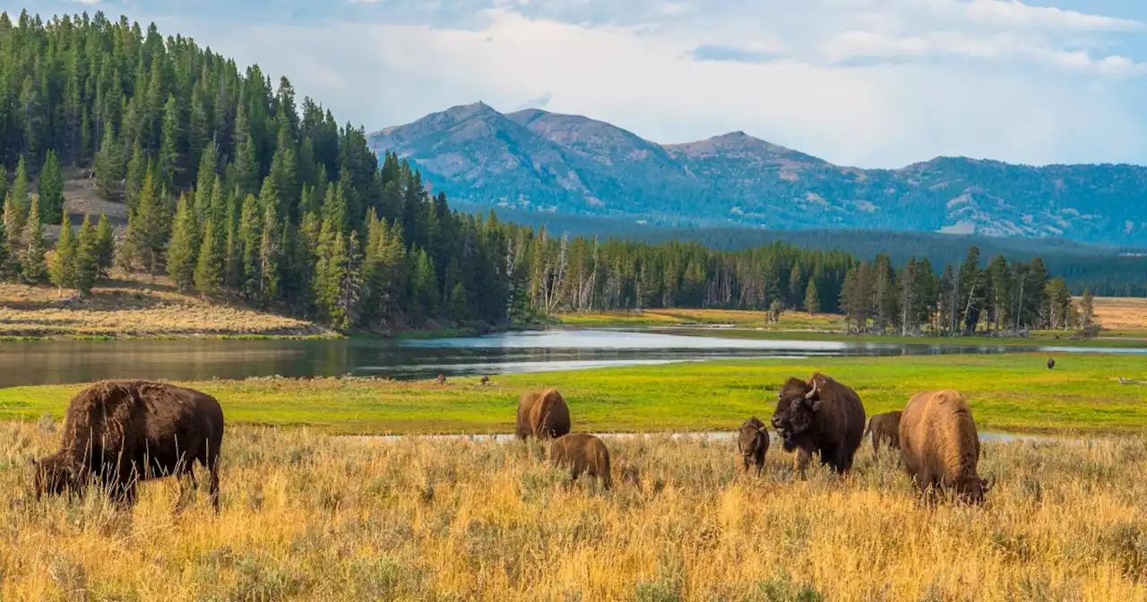 Woman gored by bison in Yellowstone National Park