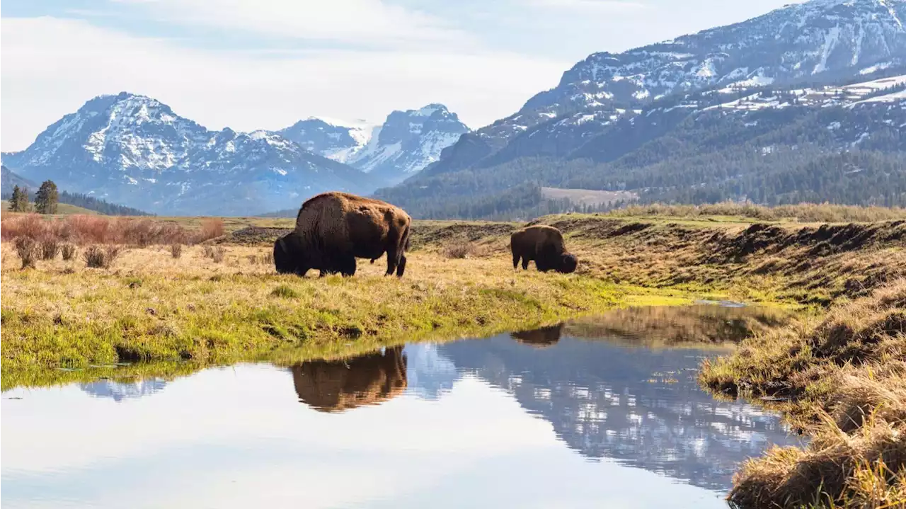 Arizona woman gored by bison in Yellowstone