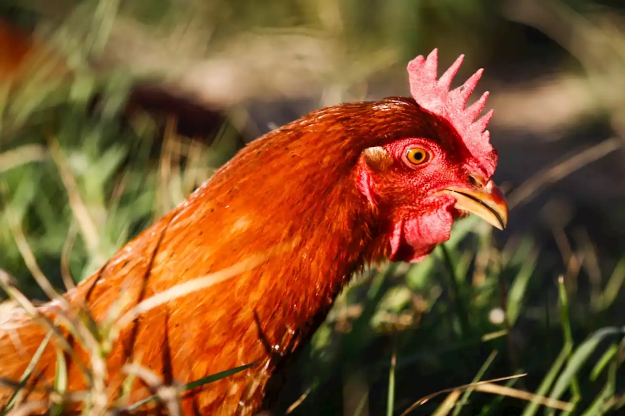 Japão suspende importação de aves de SC após gripe aviária em criação doméstica