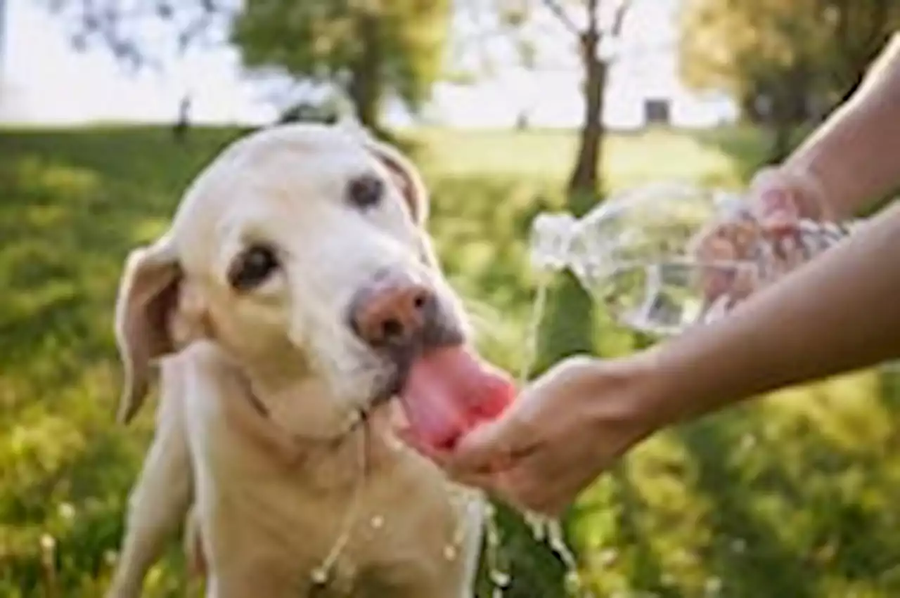 How to keep your dog safe in the heat, according to an emergency vet