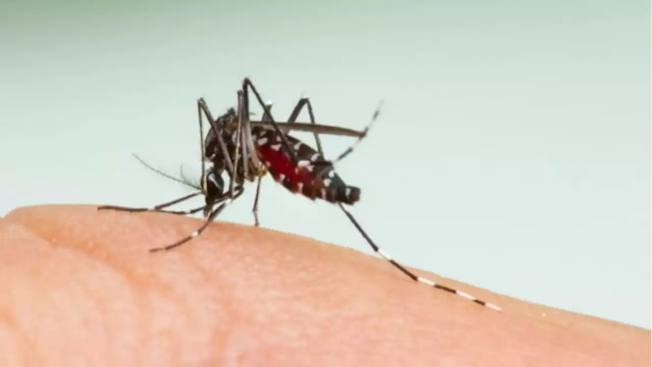 Mosquitos: What attracts them and who to call for free help getting rid of them