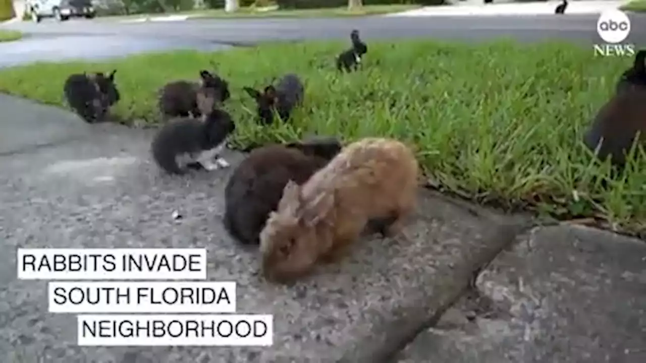 Fuzzy invasion of domestic rabbits has a Florida suburb hopping into a hunt for new owners