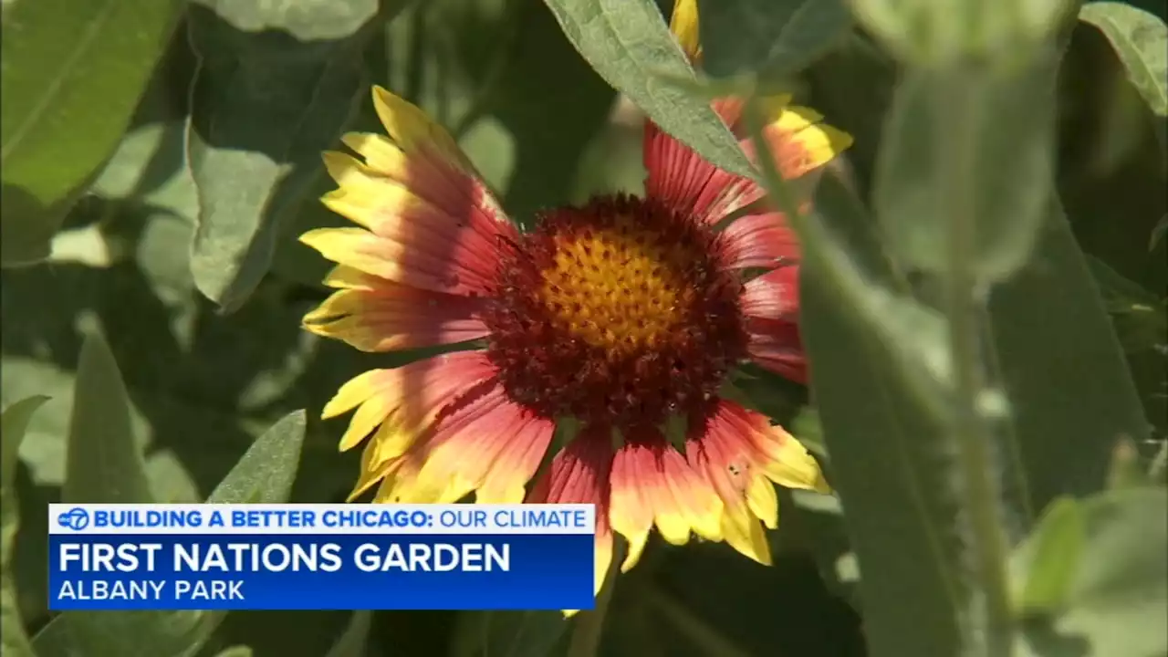 Chicago's Native American youth reclaim, cleanse vacant land through First Nations Garden