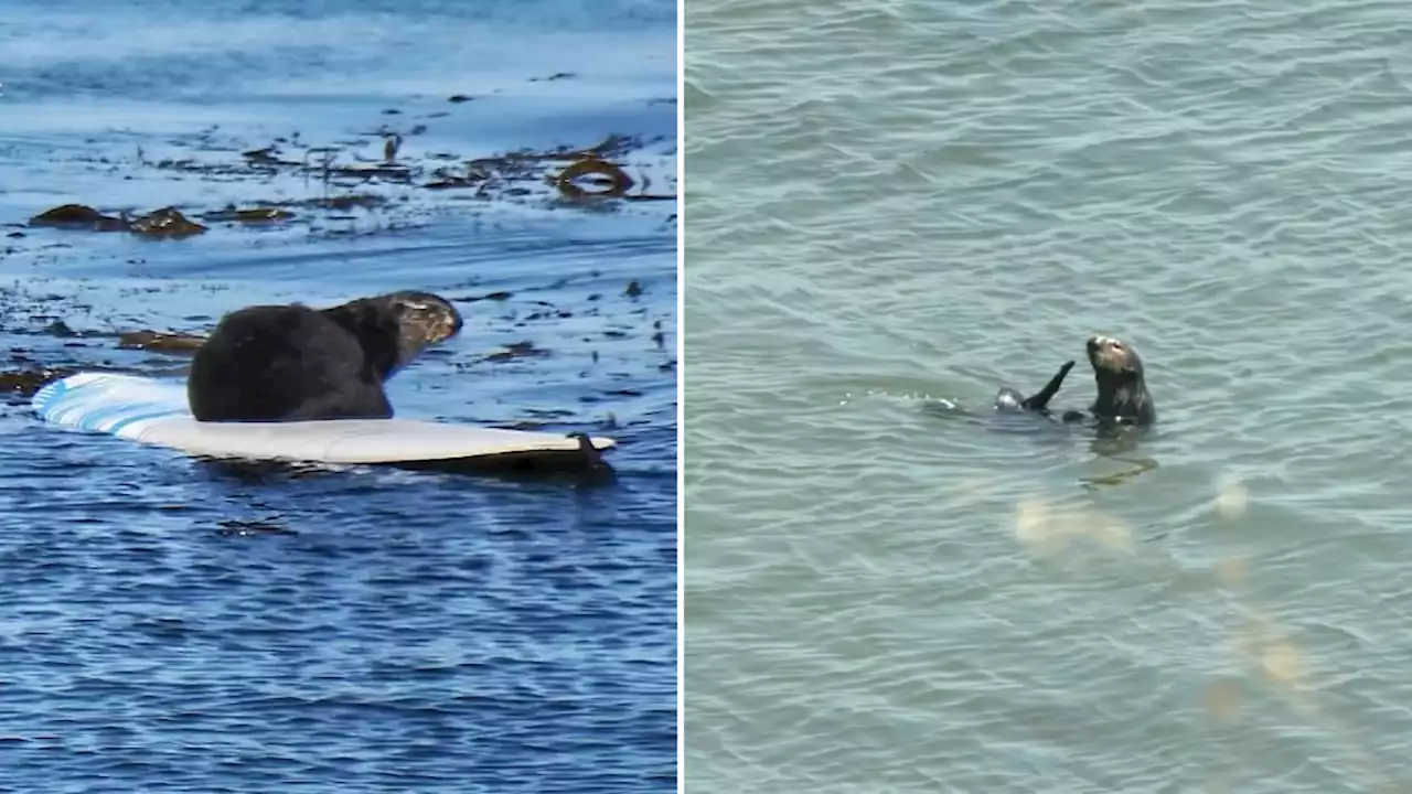 Surfing sea otter evades capture for another day as crowds visit her in Santa Cruz