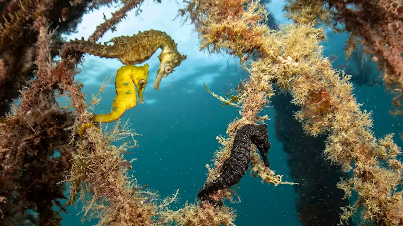 Record release of seahorses into Sydney Harbour provides hope for endangered species