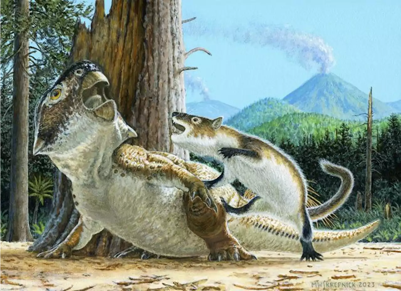 Un incredibile fossile immortala la lotta tra un dinosauro e un mammifero - News - Ansa.it