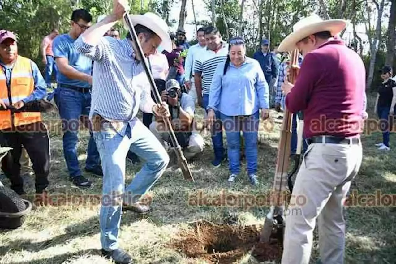 Con la 4T, se han sembrado más de 7 millones de plantas en Veracruz