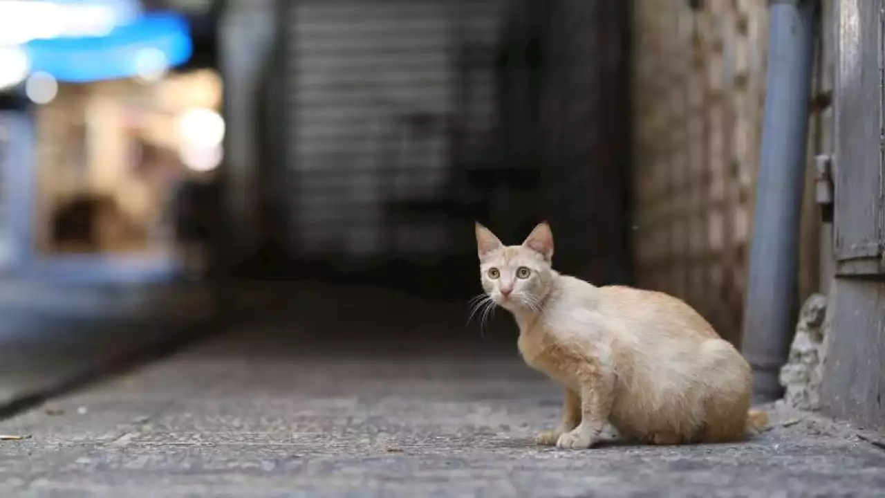 'Katzen-Corona' wütet auf Zypern: Mehr als 300.000 Tiere gestorben