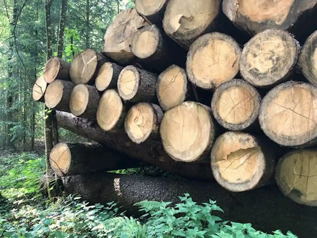 Die höheren Holzpreise zeigen Wirkung: Holzernte steigt markant - bauernzeitung.ch