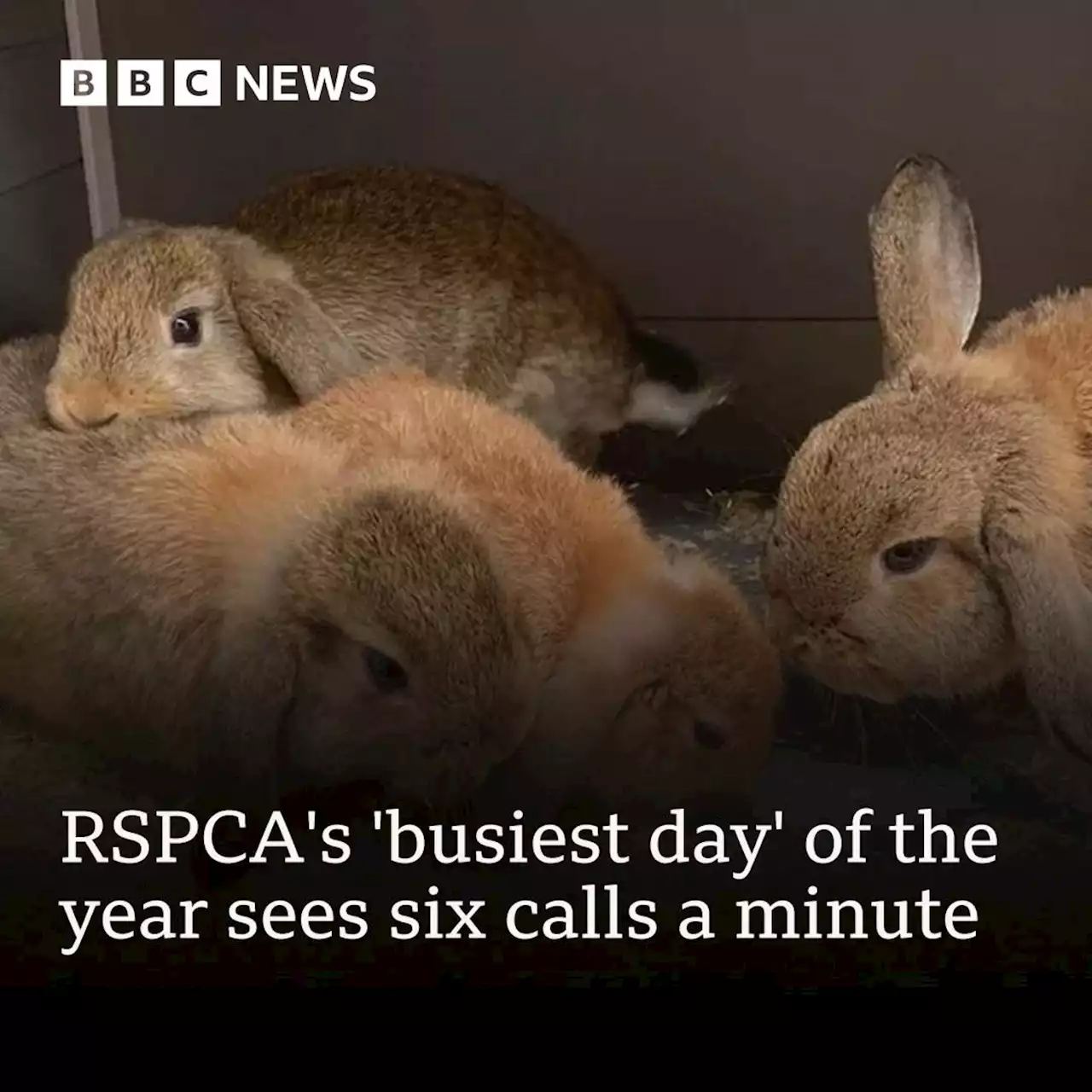 RSPCA's 'busiest day' of the year sees six calls a minute