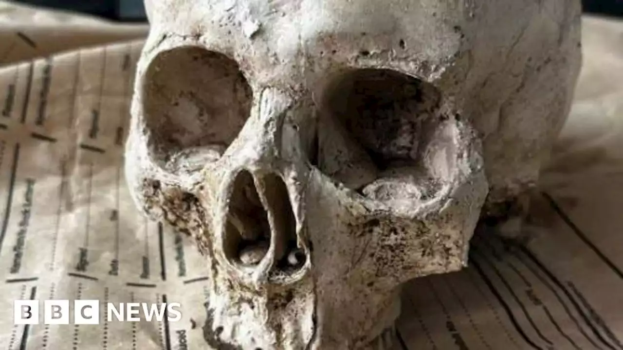 Skull found in Pickering stream found to be concrete replica