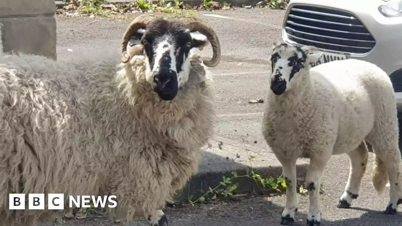 Nuisance sheep cause misery for gardeners by eating prize flowers