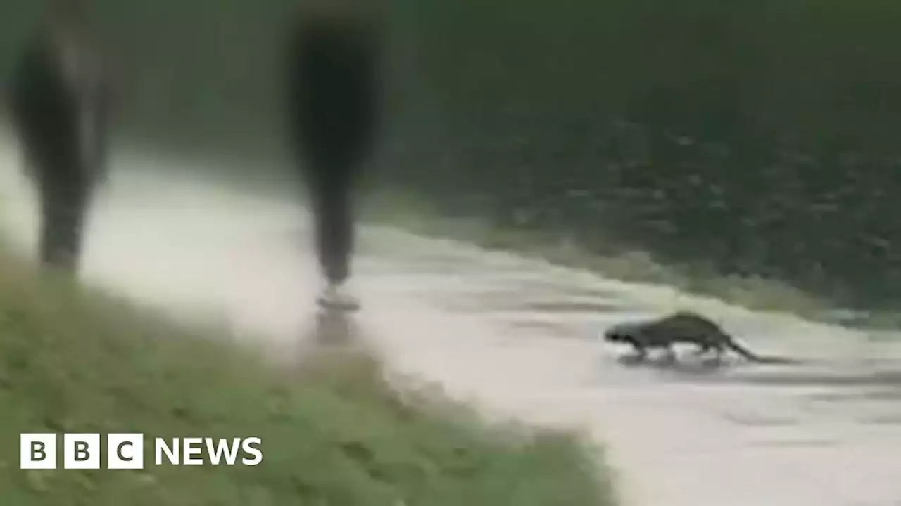 Otter spotted in city centre river in Exeter