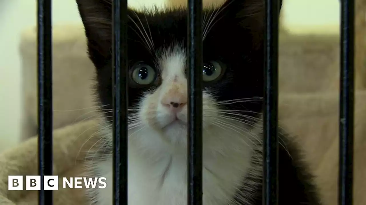 USPCA says rise in kittens being abandoned across NI