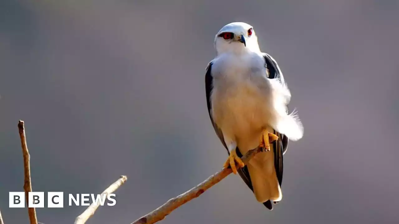 Rare black-winged kite spotted in Norfolk Broads