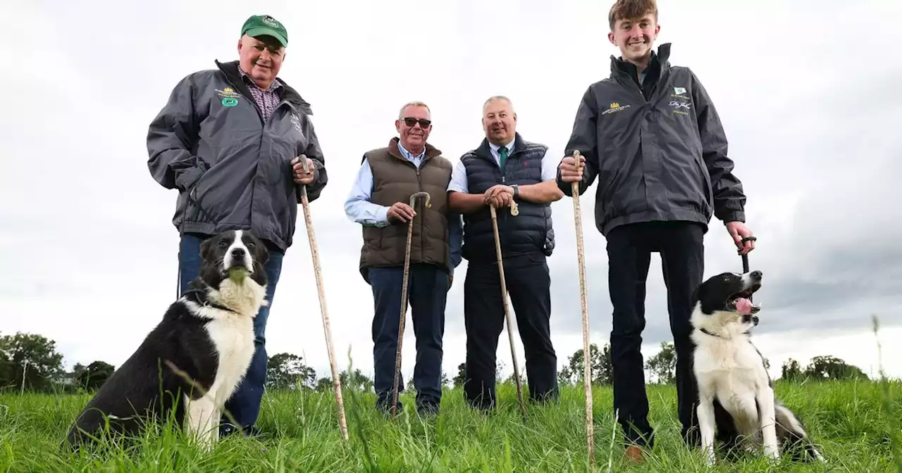 World Sheepdog Trials to be held in Northern Ireland for the first time