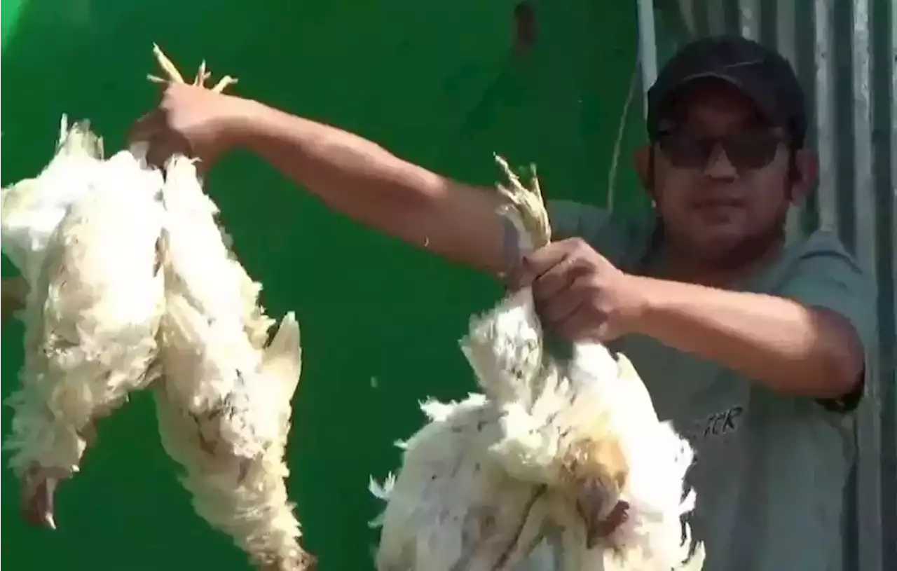 Telat Dipanen, Ribuan Ayam Broiler Mati Mendadak di Gowa