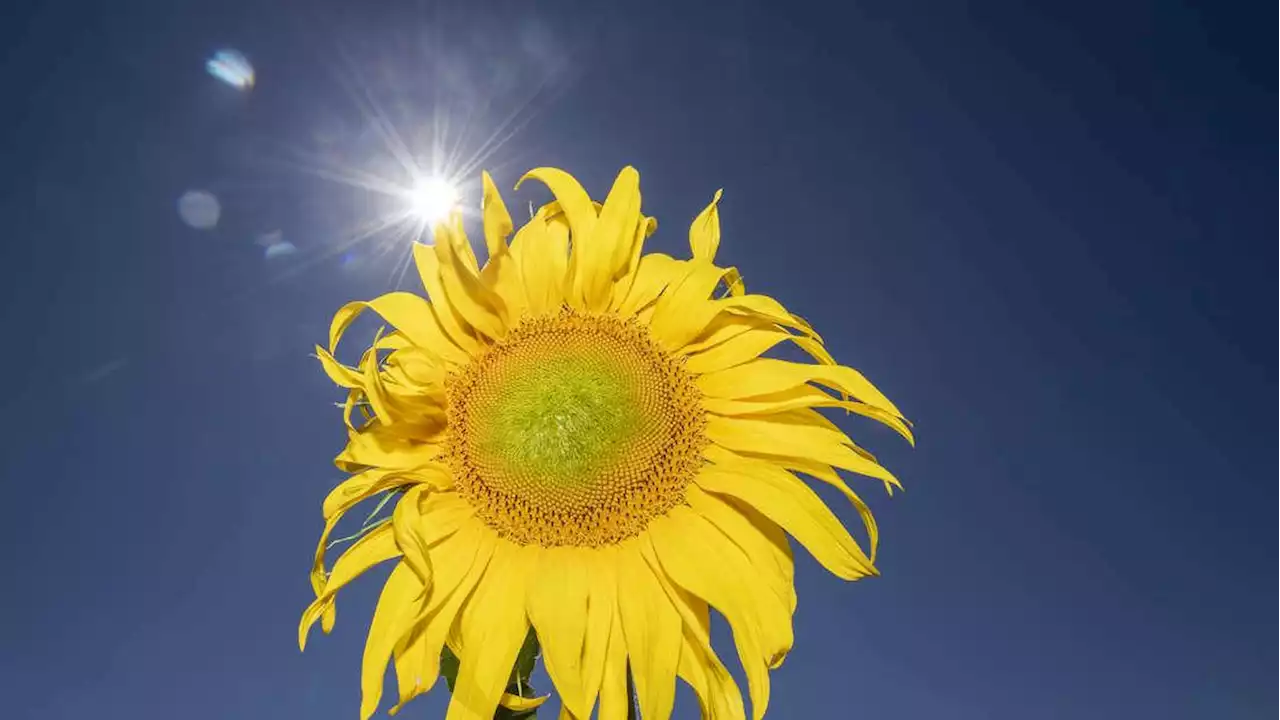 Wetter in Südostbayern: Sommertage sind gezählt: Kommt jetzt der Absturz in den Herbst