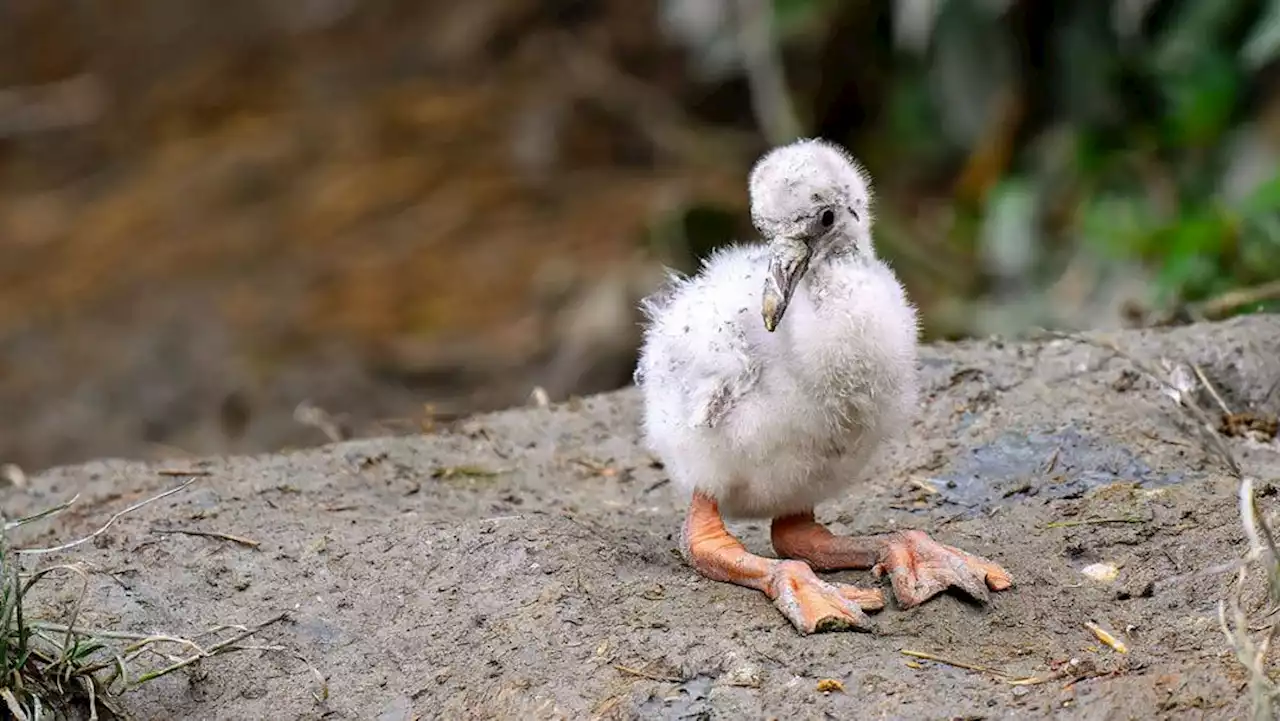 Zoo Zürich trickst Flamingoeier-Diebe aus