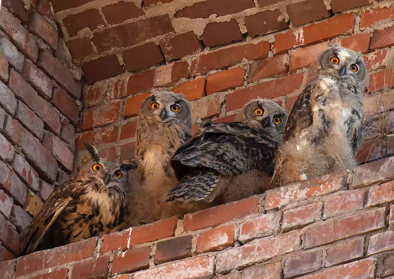 Bitte Ruhe! Nürnberger Kongresshalle beherbergt Uhus