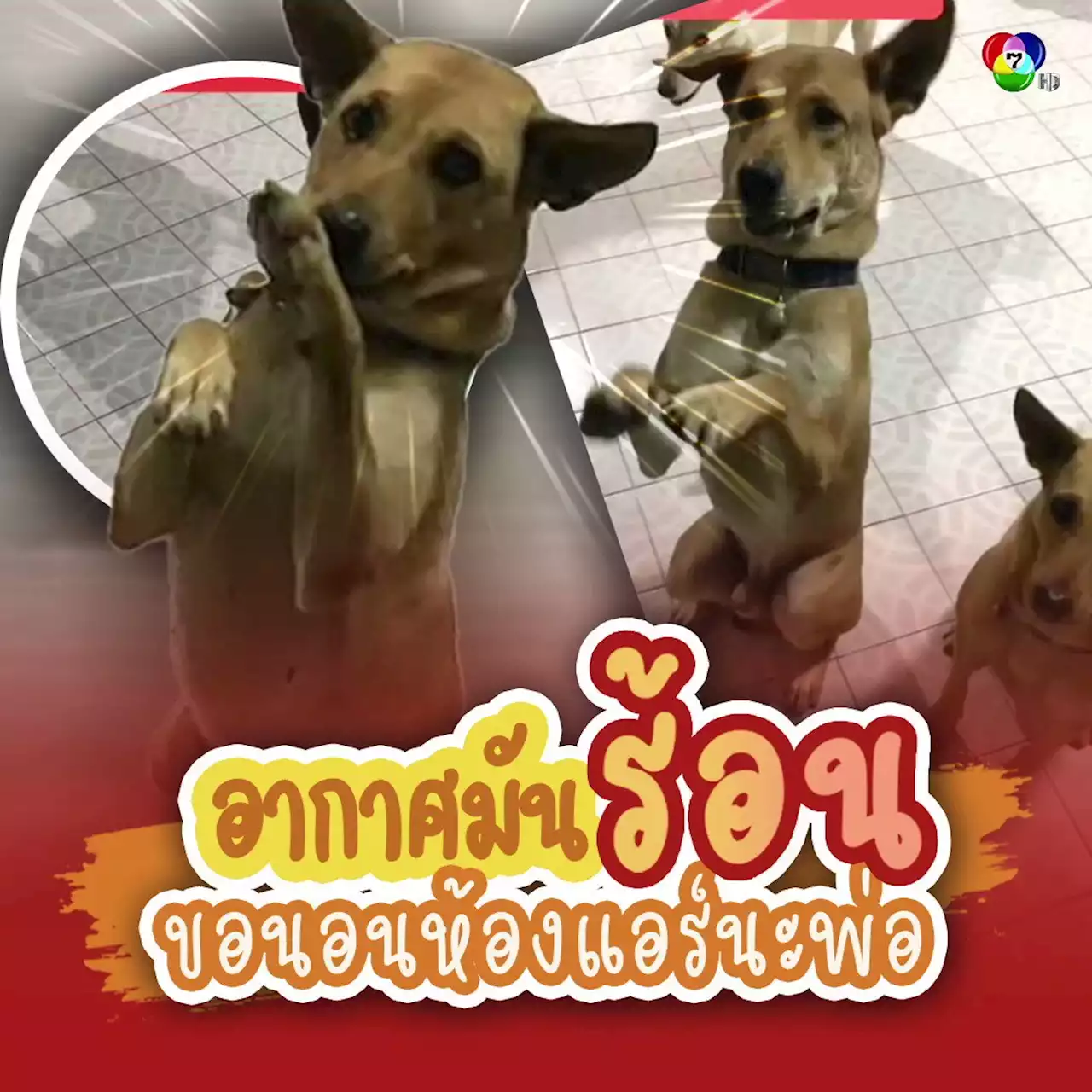 อากาศร้อน สุนัขแสนรู้ไหว้ขอพ่อเข้าไปนอนในห้องแอร์