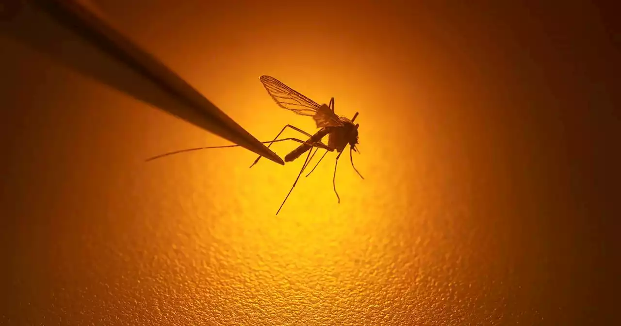 Mosquitoes with West Nile found in DuPage, Will counties