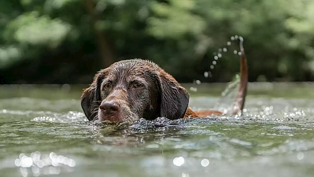 Badespaß mit Folgen – die Wasserrute