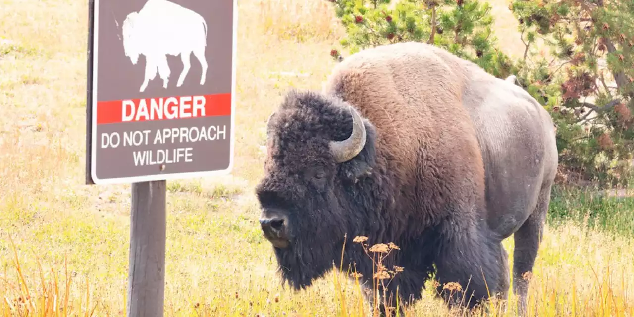 Woman gored by bison at Yellowstone National Park