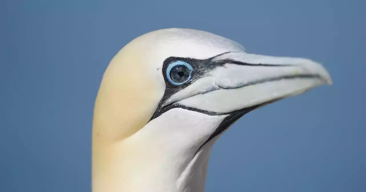 Scotland's iconic gannets' eyes turn from blue to black after bird flu outbreak