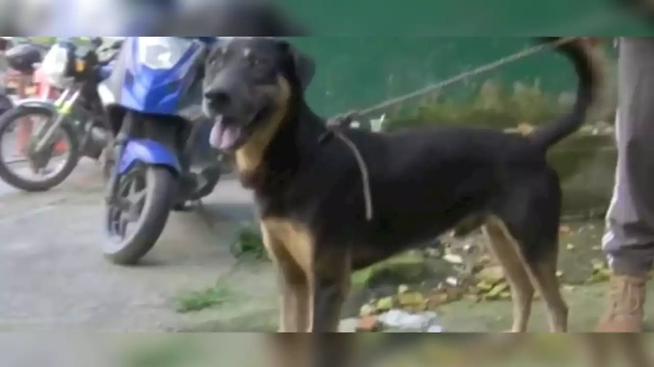 Trotski, el perro que rescató a una familia en medio de avalancha en Quetame