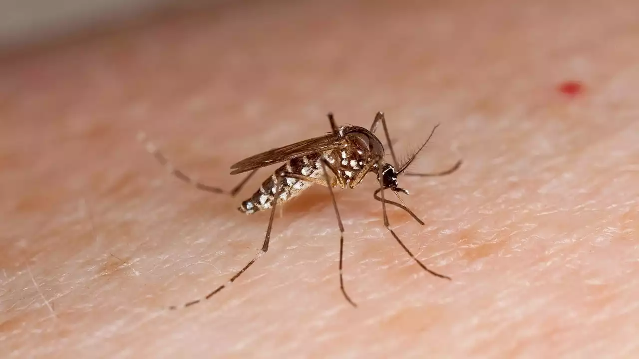 Second mosquito trap tests positive for West Nile virus in Brushy Creek MUD