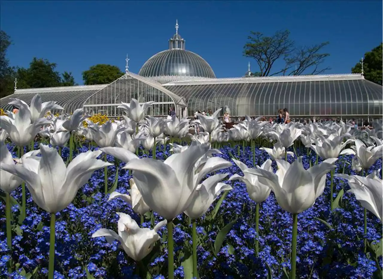 Glasgow Botanic Gardens claim prestigious award for 13th year