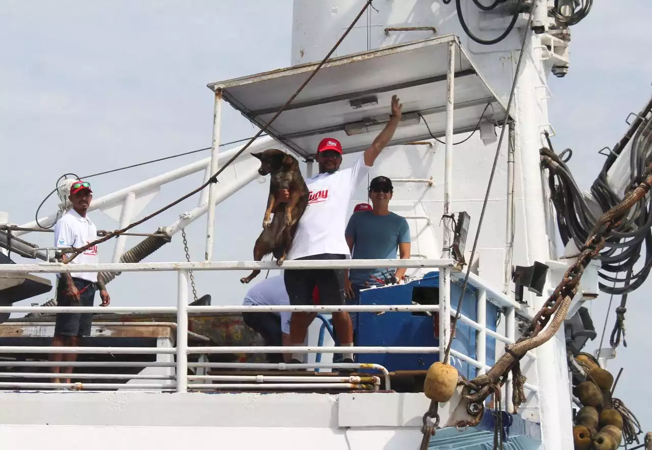 Australian man, faithful pup rescued by Mexican ship after months at sea