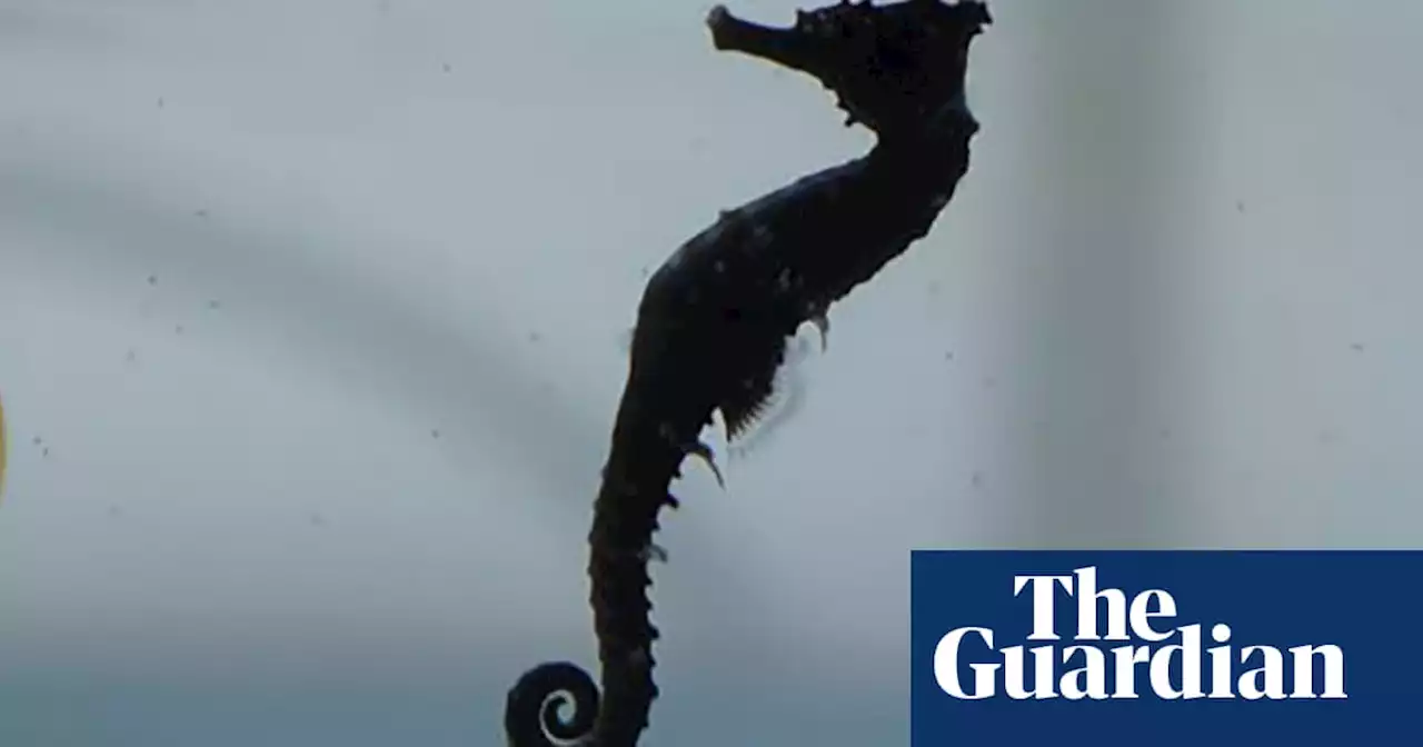 Hundreds of baby seahorses moved to Sydney Harbour ‘hotels’ in world’s biggest release